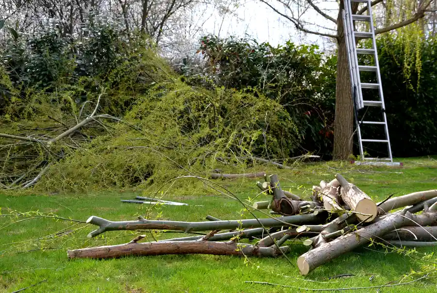 Understanding The Role Of Land Clearing In Site Preparation in Plant City FL